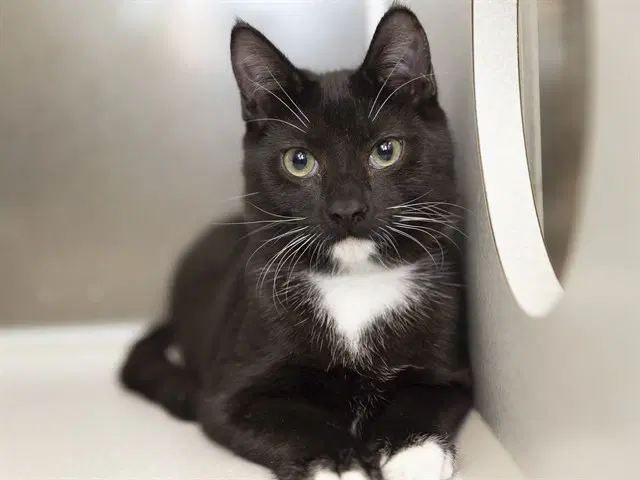 Frodo - Domestic Short Hair