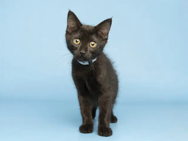 Tim - Domestic Medium Hair