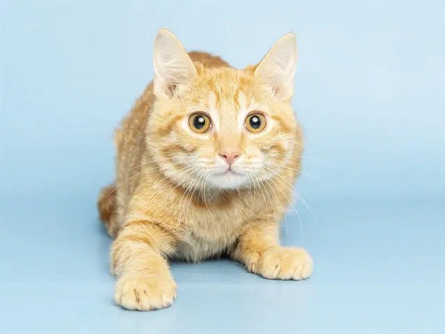 Suzie - Domestic Short Hair