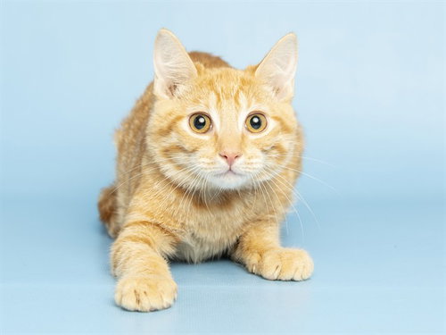 SUZIE, a cat for adoption from Arizona Humane Society - Campus for Compassion