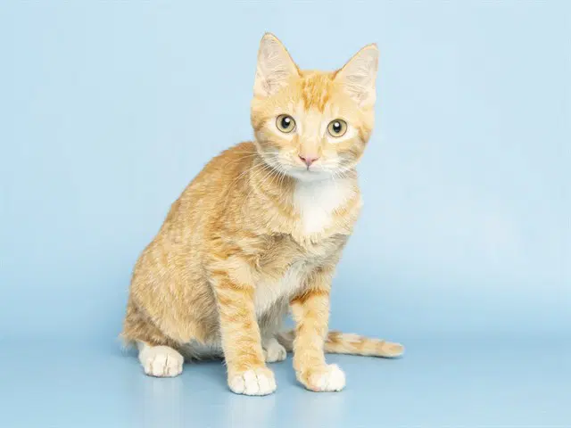 Ricky - Domestic Short Hair