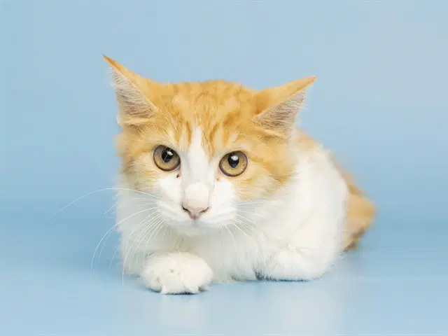 Zoidberg - Domestic Short Hair
