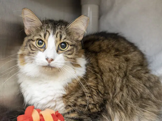 Junior - Domestic Medium Hair