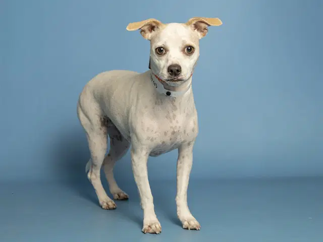 Hazel - American Pit Bull Terrier
