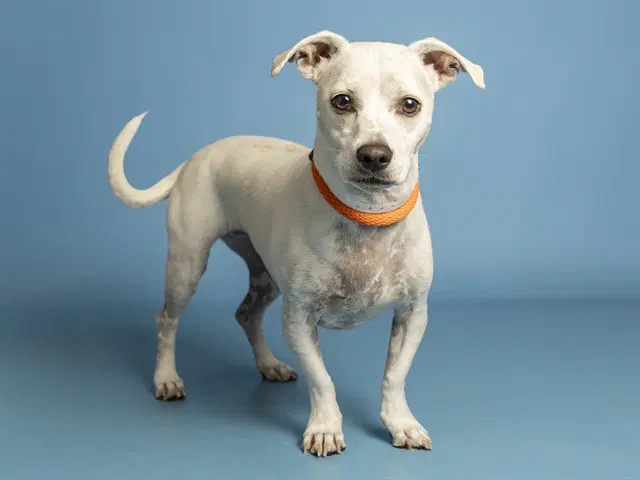Blue - American Pit Bull Terrier