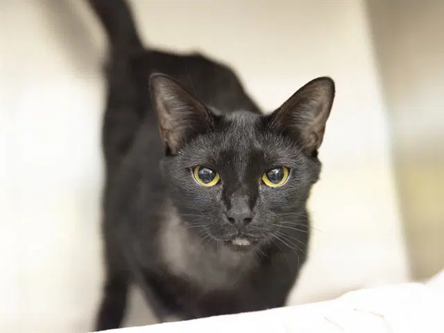 Nia - Domestic Short Hair