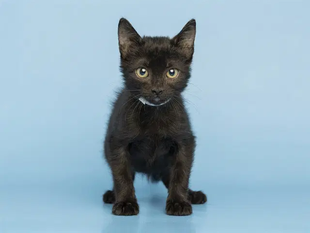 Jordan - Domestic Short Hair