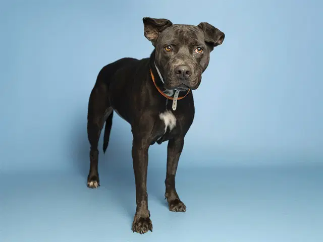 Rosarita - American Bulldog