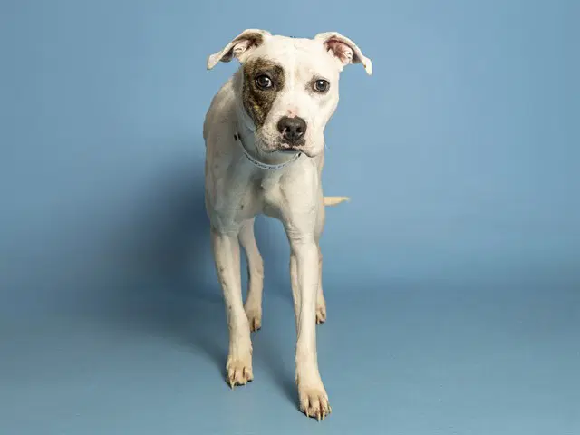 Paisley - American Pit Bull Terrier
