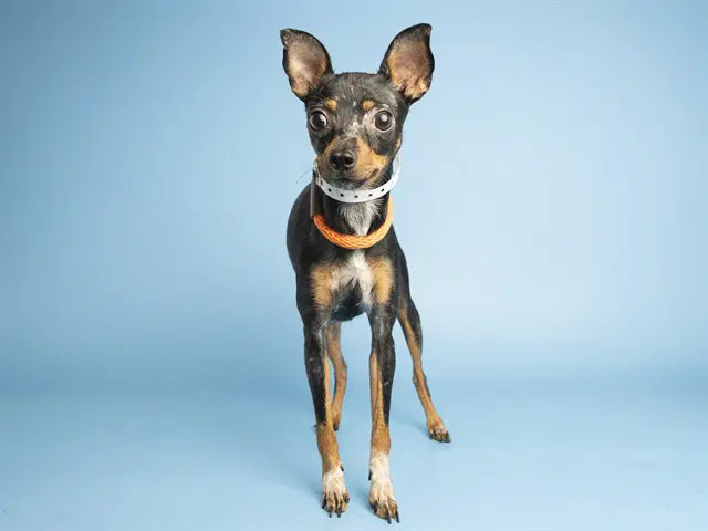 Daria - Chihuahua
