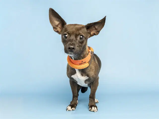Luna - Chihuahua