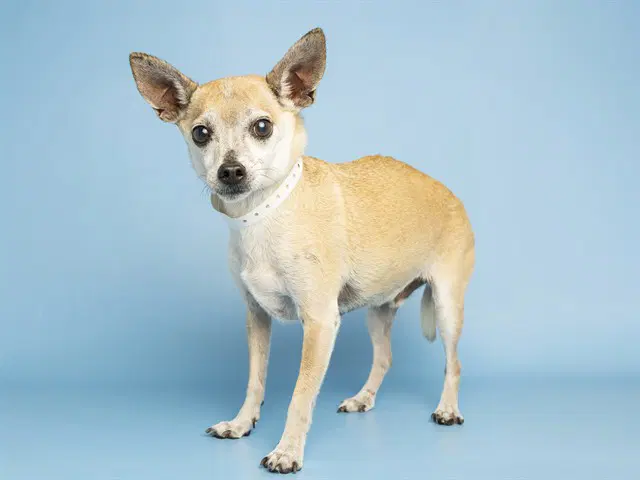 Chalupa - Chihuahua