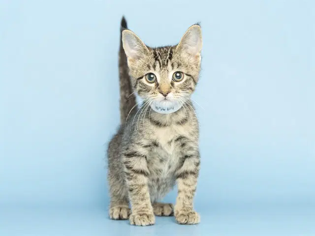 Faith - Domestic Short Hair