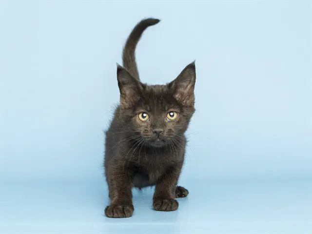 Hope - Domestic Short Hair