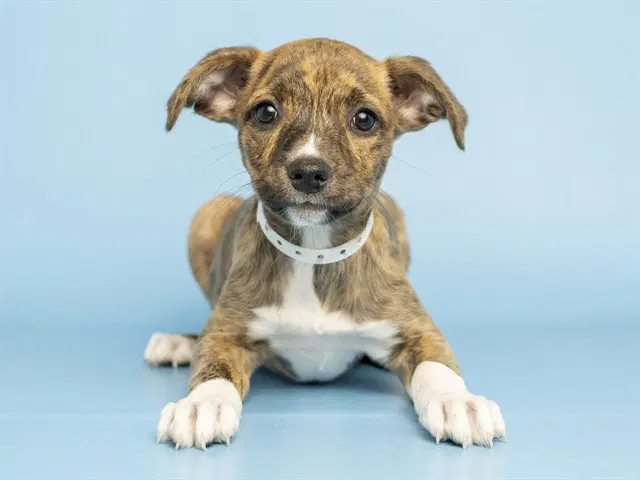 Brinley - American Pit Bull Terrier