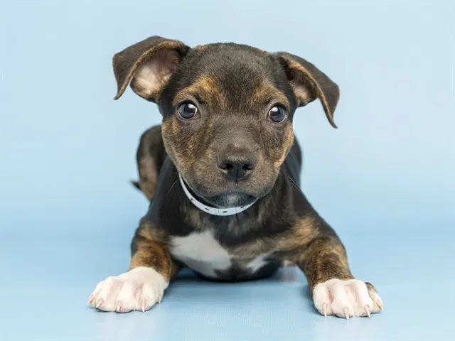 Timmy - American Pit Bull Terrier