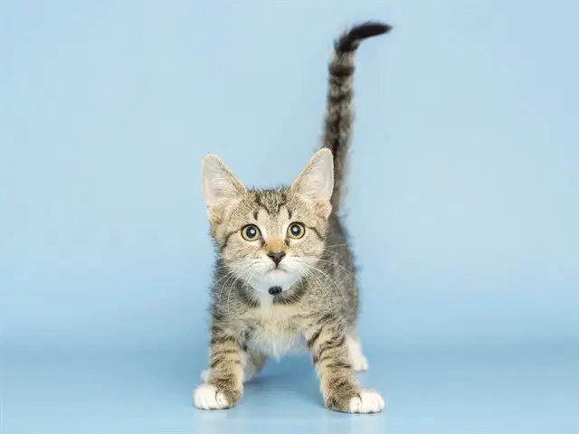 Lily - Domestic Short Hair