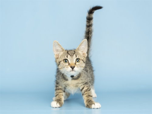 LILY, a cat for adoption from Arizona Humane Society - Campus for Compassion