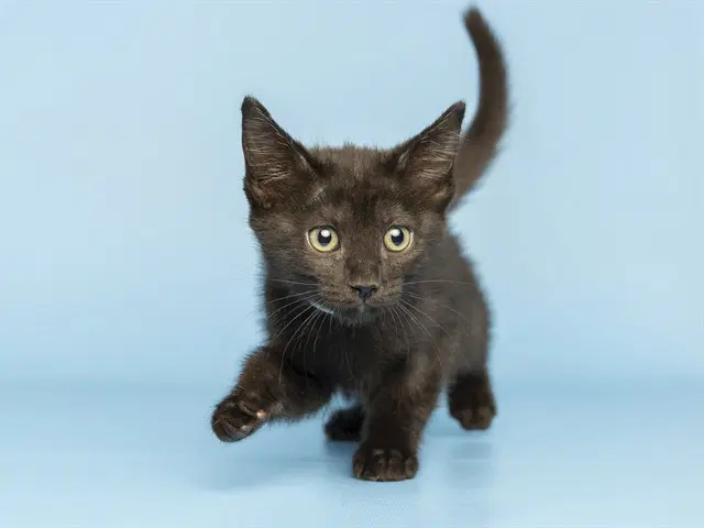 Scarlet - Domestic Short Hair