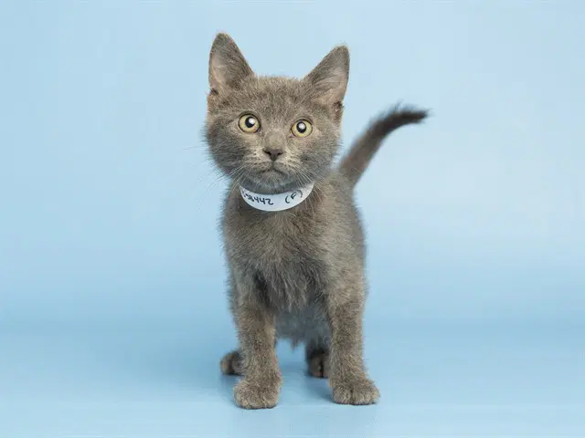 Hopie - Domestic Short Hair