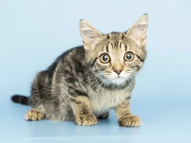 Minky - Domestic Short Hair