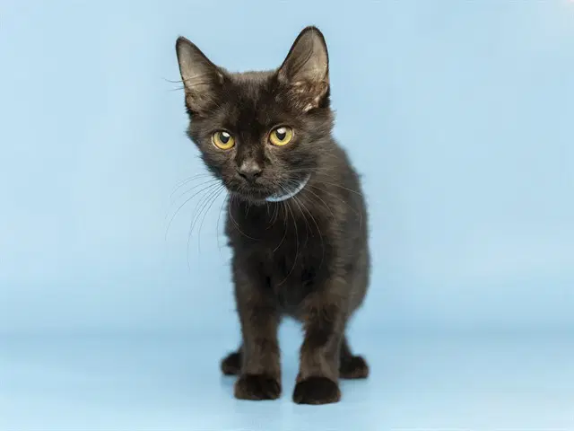 Midnight - Domestic Short Hair
