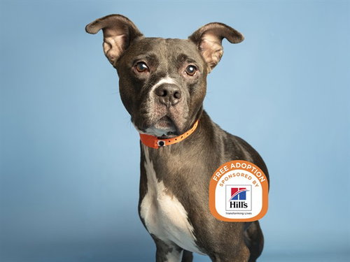 GARY, a dog for adoption from Arizona Humane Society - Campus for Compassion