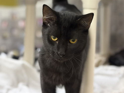 SALEM, a cat for adoption from Arizona Humane Society - Campus for Compassion