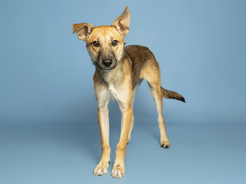 JACOB, a dog for adoption from Arizona Humane Society - Campus for Compassion