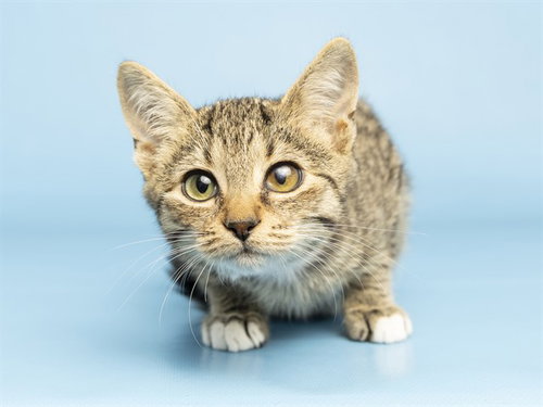 NYX, a cat for adoption from Arizona Humane Society - Campus for Compassion