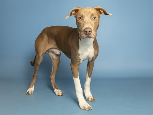 WALTER, a dog for adoption from Arizona Humane Society - Campus for Compassion