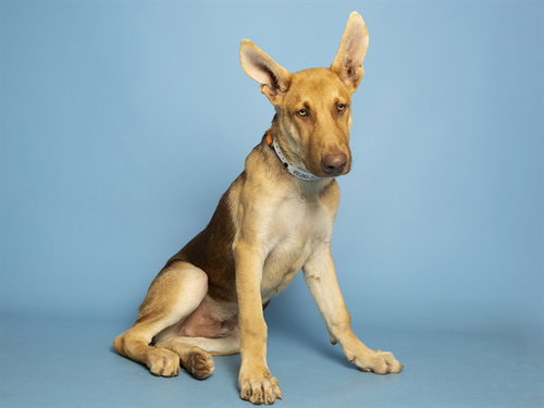 ZEUS, a dog for adoption from Arizona Humane Society - Campus for Compassion