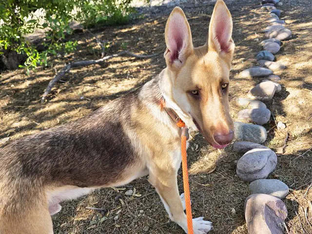 Zeus - German Shepherd Dog