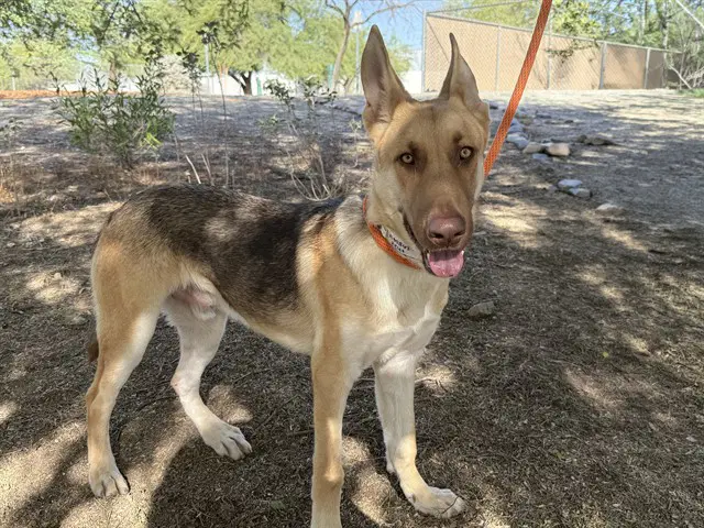 Zeus - German Shepherd Dog