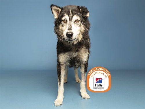 APPA, a dog for adoption from Arizona Humane Society - Campus for Compassion