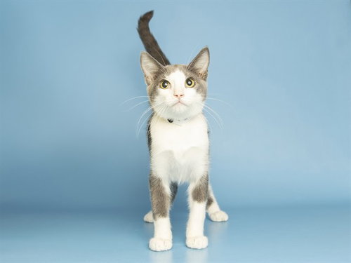 RUTHIE, a cat for adoption from Arizona Humane Society - Campus for Compassion