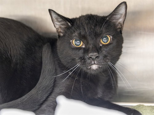 SUPER SALAD, a cat for adoption from Arizona Humane Society - Campus for Compassion