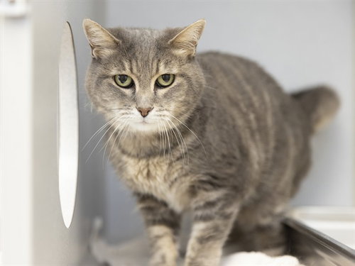 ELLIE, a cat for adoption from Arizona Humane Society - Campus for Compassion
