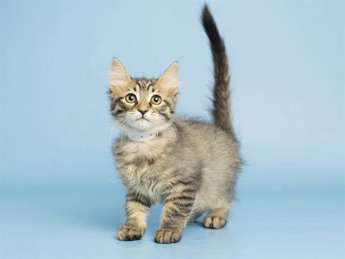 SAM, a cat for adoption from Arizona Humane Society - Campus for Compassion