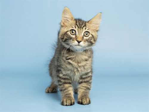 DEAN, a cat for adoption from Arizona Humane Society - Campus for Compassion