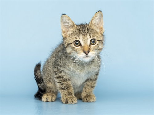 MAX, a cat for adoption from Arizona Humane Society - Campus for Compassion