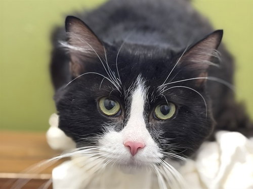 SYLVESTER, a cat for adoption from Arizona Humane Society - Campus for Compassion
