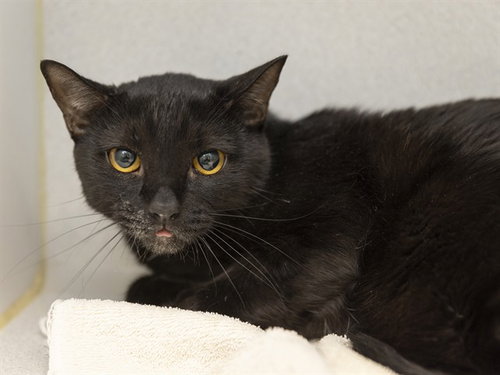 BUTTONS, a cat for adoption from Arizona Humane Society - Campus for Compassion