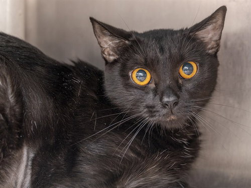 TELLY, a cat for adoption from Arizona Humane Society - Campus for Compassion