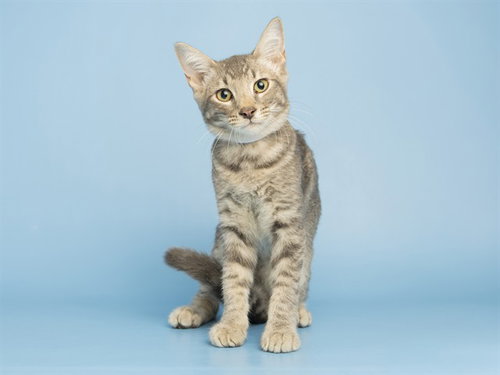 SCHLOTZKY, a cat for adoption from Arizona Humane Society - Campus for Compassion