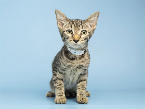 SCHLOTZKA, a cat for adoption from Arizona Humane Society - Campus for Compassion