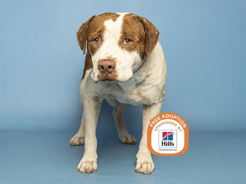 JUANITO, a dog for adoption from Arizona Humane Society - Campus for Compassion