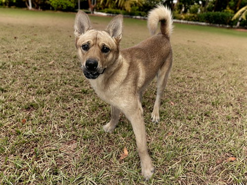 APPLE PIE, a dog for adoption from Arizona Humane Society - Campus for Compassion