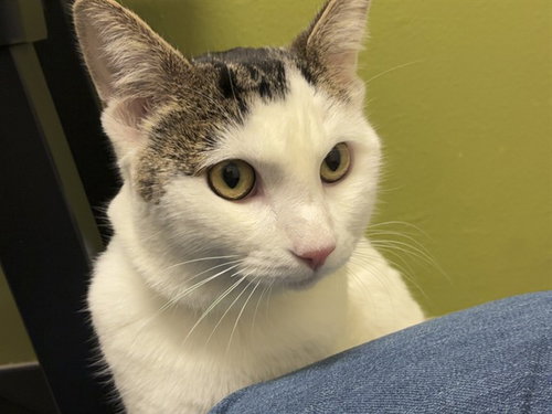 OSHO, a cat for adoption from Arizona Humane Society - Campus for Compassion