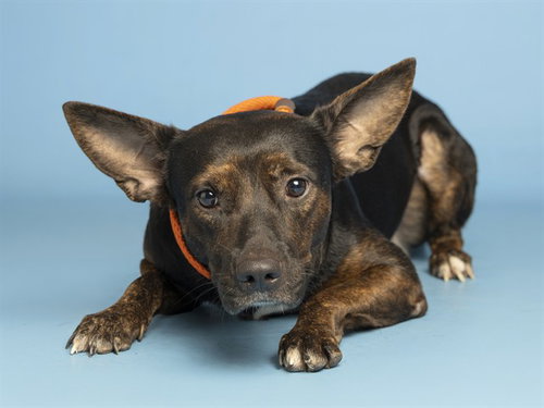MIDNIGHT, a dog for adoption from Arizona Humane Society - Campus for Compassion